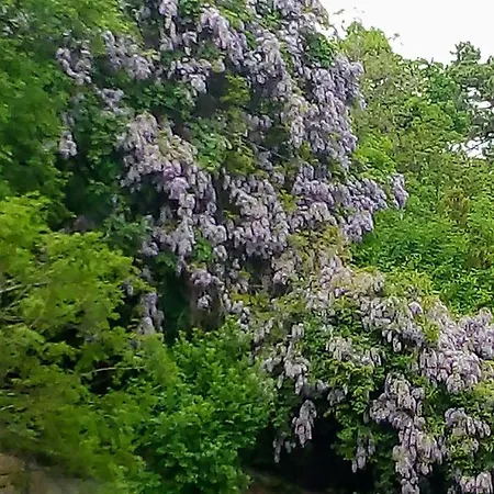 Hovirag Balatonalmadi